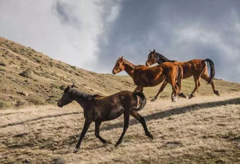ホテル Estancia El Ovejero Patagónico