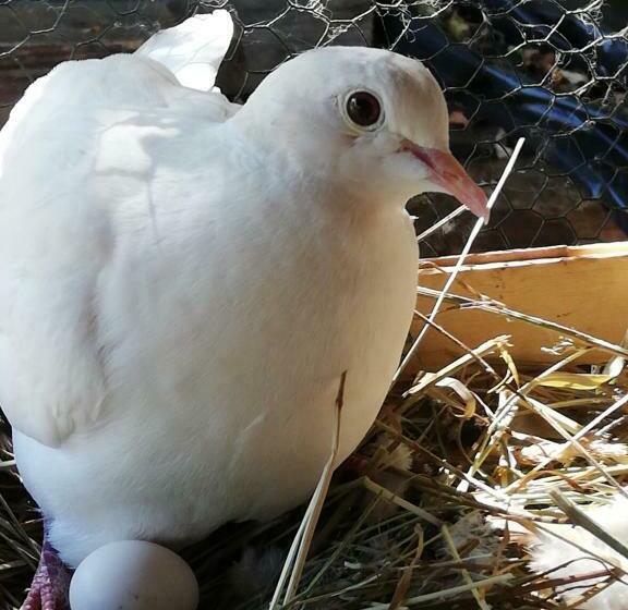 ベッドアンドブレックファースト Les Chambres D'helix