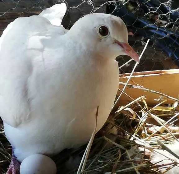 ベッドアンドブレックファースト Les Chambres D'helix