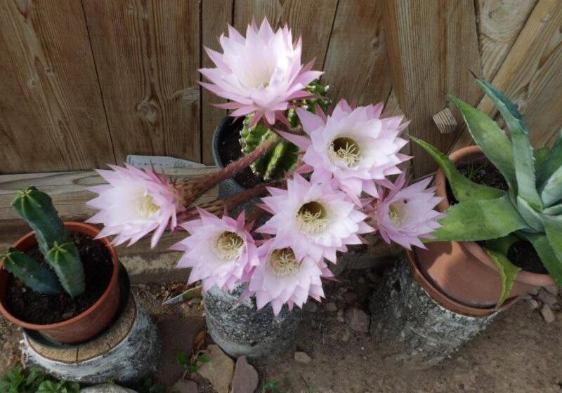 酒店 Oberkapillhof