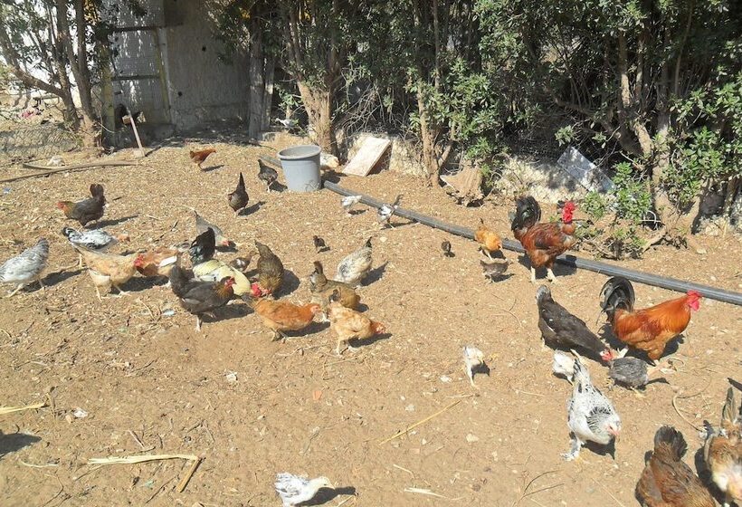 فندق Ben's House