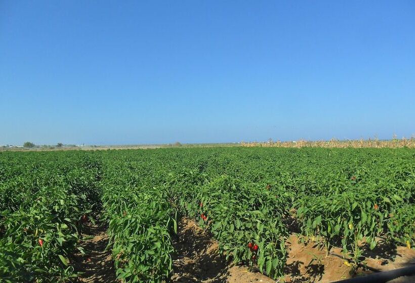 فندق Ben's House