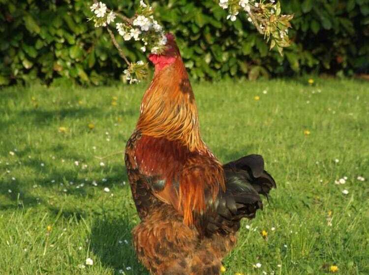 B&b Au Pain Quotidien