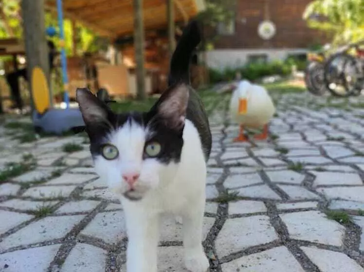 Hotelli Kure Dag Evi