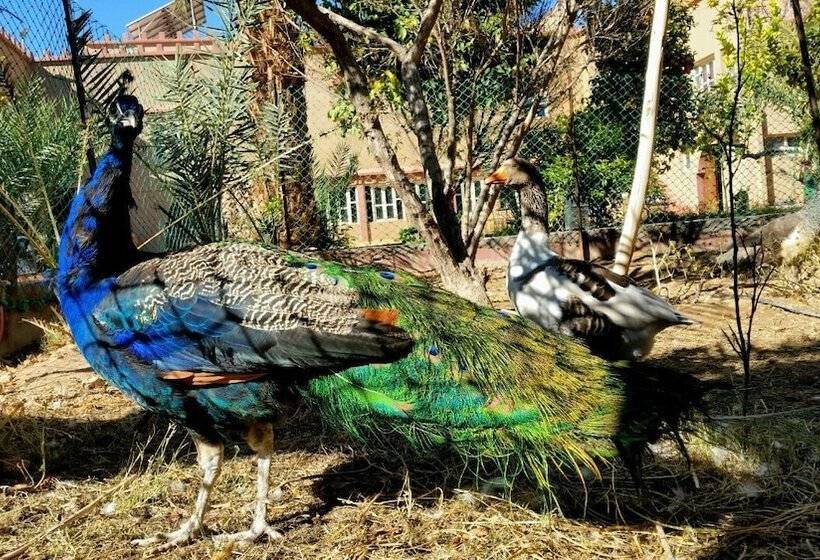 膳宿费 Oasis Dar Ouanou