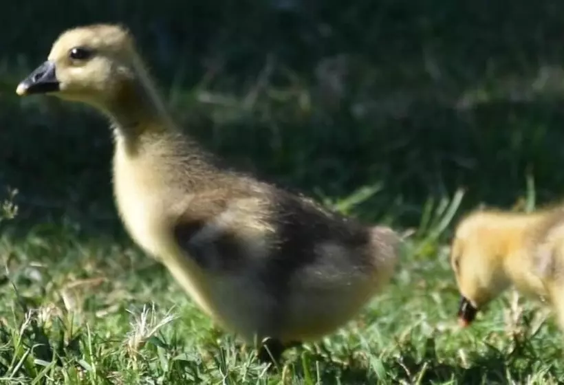 Aamiaismajoitus (B&B) Le Dû Aimé Chambres D Hôtes