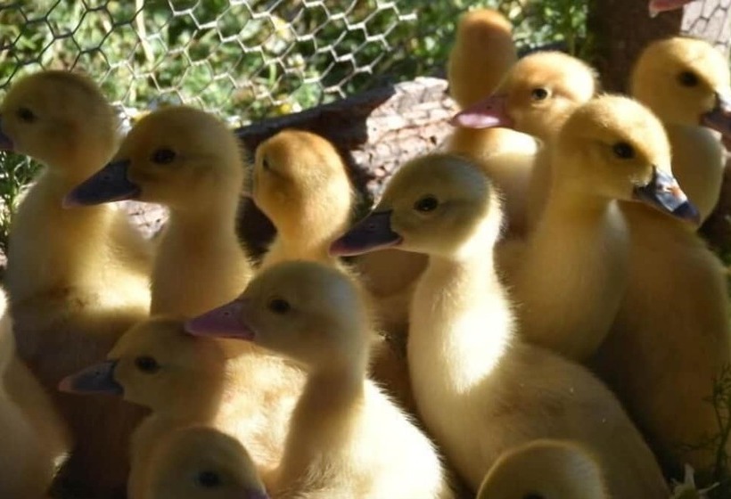 Bed and Breakfast Le Dû Aimé Chambres D Hôtes