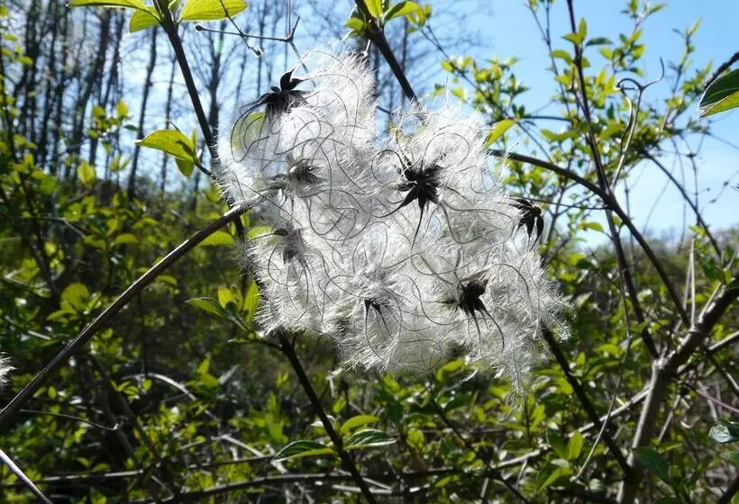 Aamiaismajoitus (B&B) Le Parc Des Aubiers