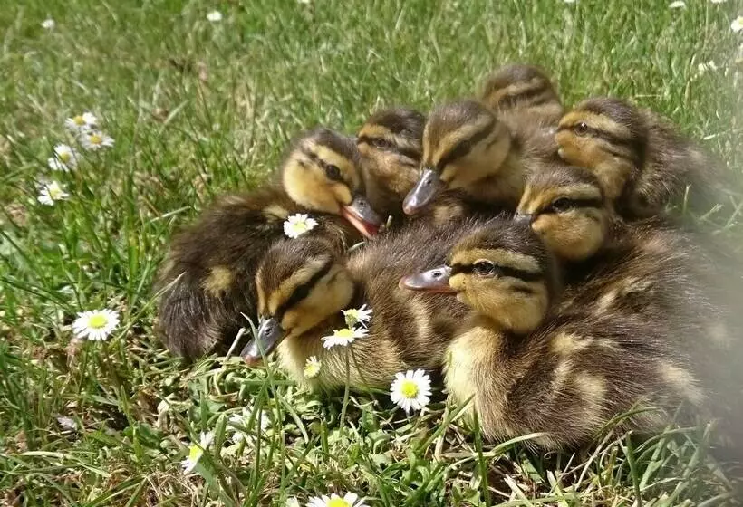 Aamiaismajoitus (B&B) Le Parc Des Aubiers