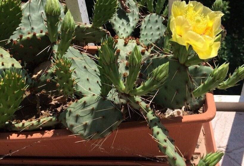 田舎風ホテル Farmotel Stefania