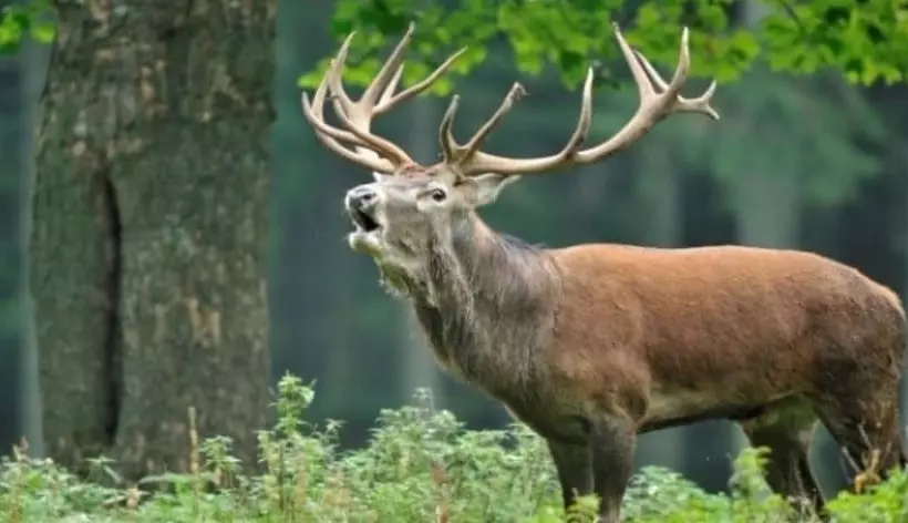 田舎風ホテル Farmotel Stefania