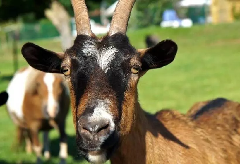 Lomakeskus Le Hameau Des Genets