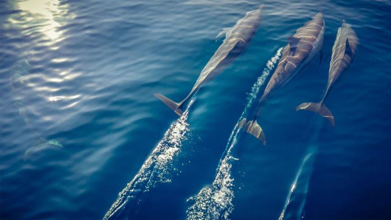 هتل Kagi Maldives Resort & Spa