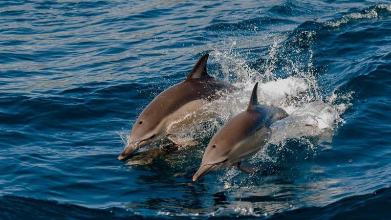 هتل Kagi Maldives Resort & Spa