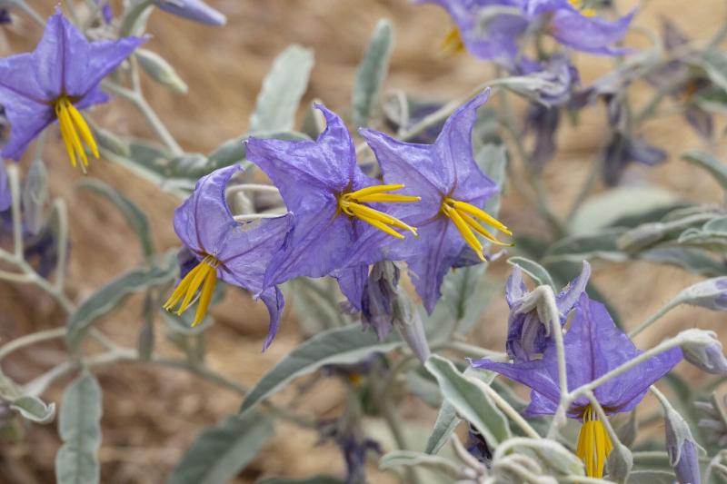 فندق Zion Wildflower