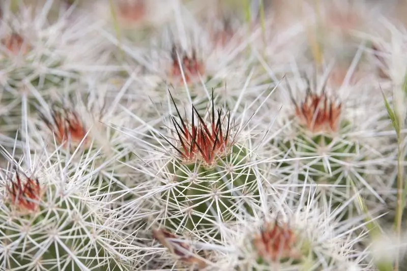 Hotelli Zion Wildflower