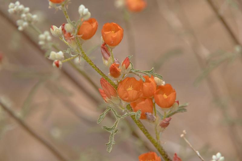 فندق Zion Wildflower