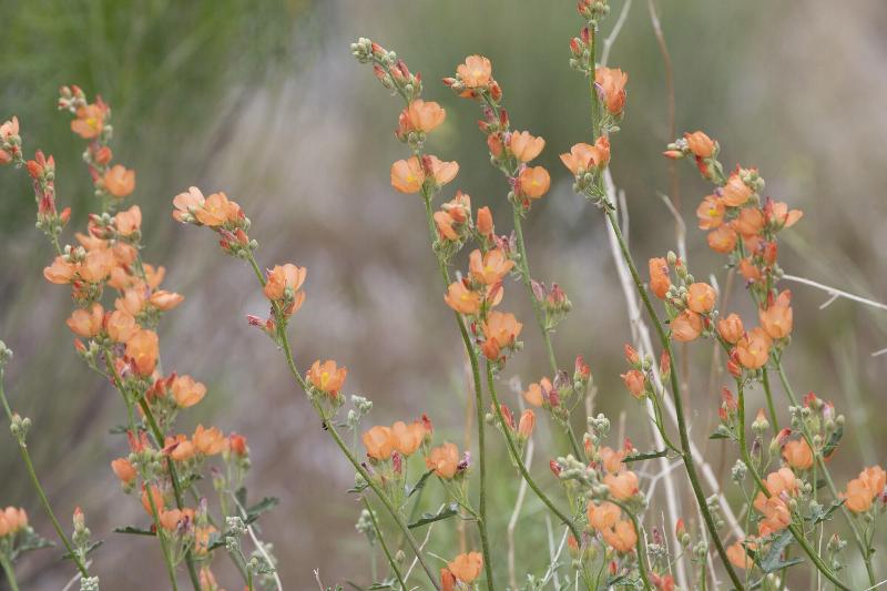 فندق Zion Wildflower