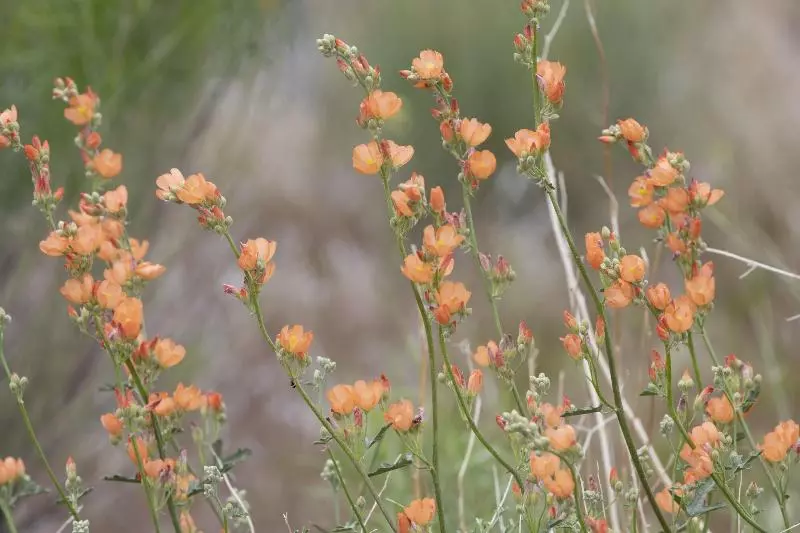 Hotelli Zion Wildflower