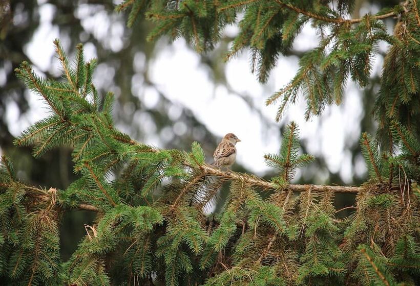 Motel Atlas Motor Lodge