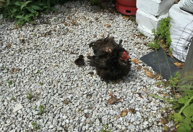 Kitty Unique 60s Caravan Set In Pretty Garden