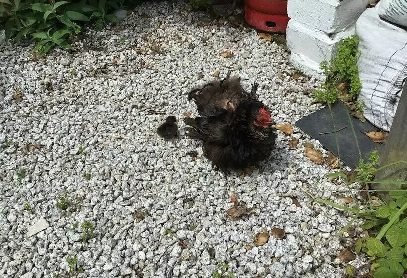Kitty Unique 60s Caravan Set In Pretty Garden