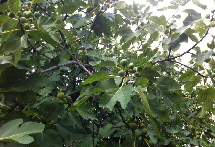 پانسیون Guesthouse Liska