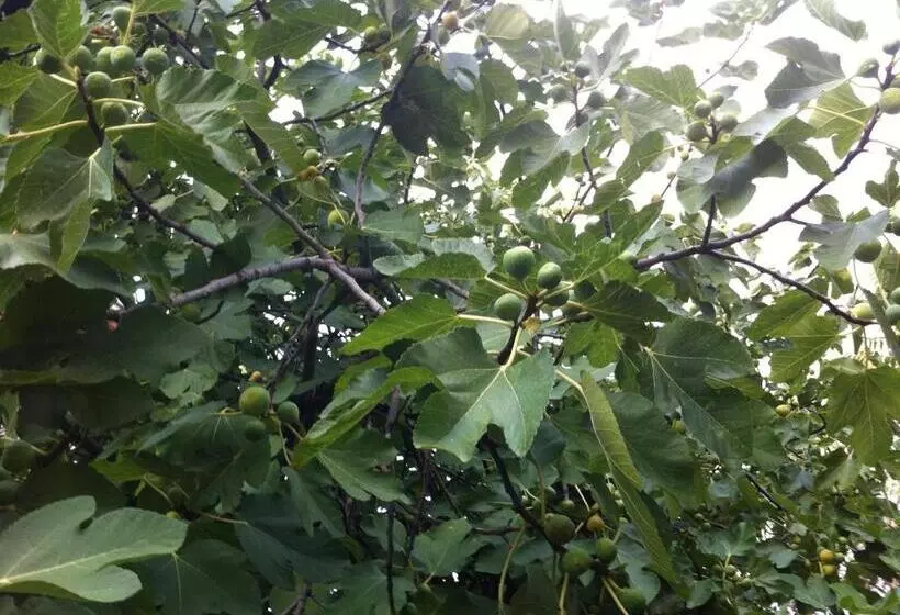 پانسیون Guesthouse Liska