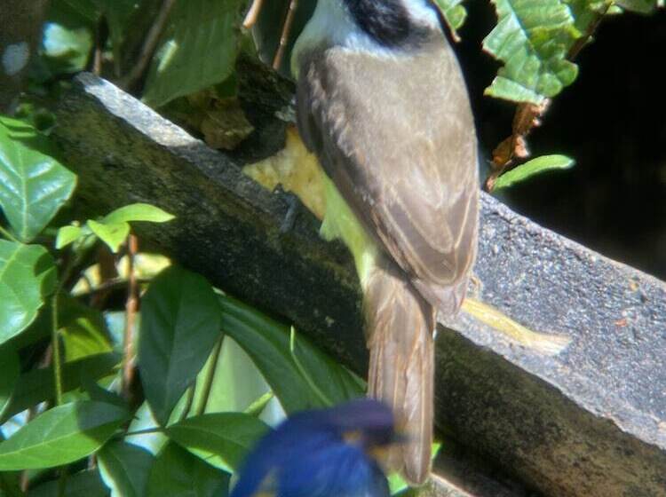 פנסיון Casa Aiti