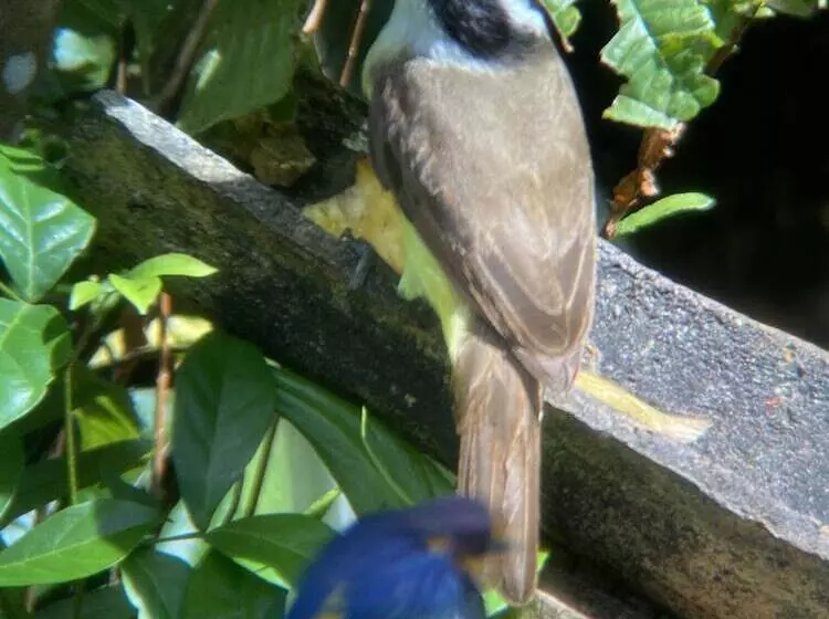 ペンション Casa Aiti