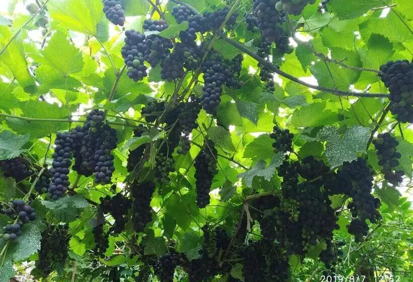 پانسیون Downtown Guest House