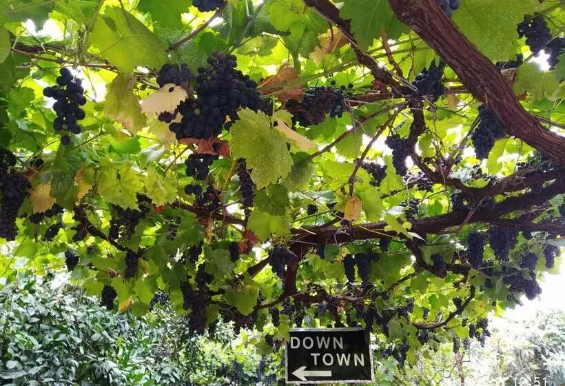 پانسیون Downtown Guest House