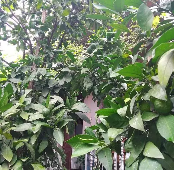 پانسیون Downtown Guest House