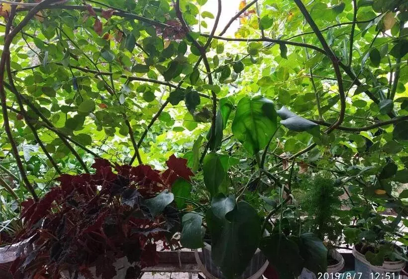 پانسیون Downtown Guest House