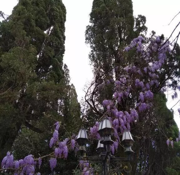 پانسیون Downtown Guest House