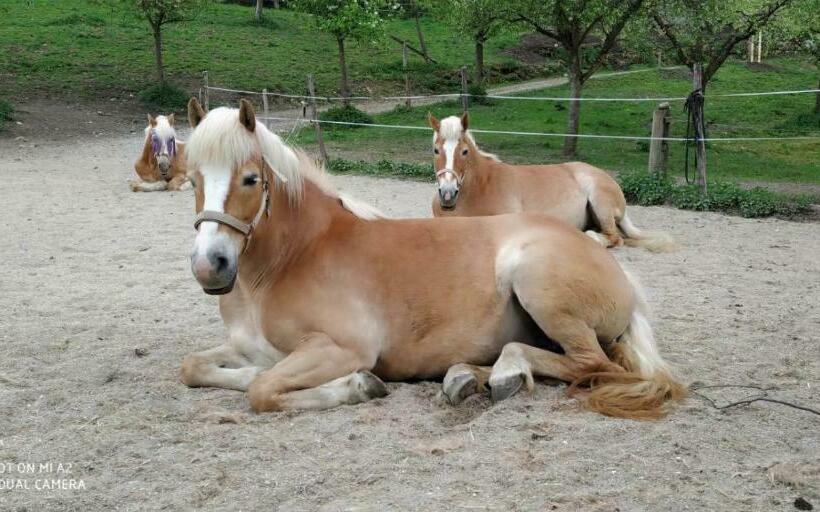 Hotelli Wachingerhof