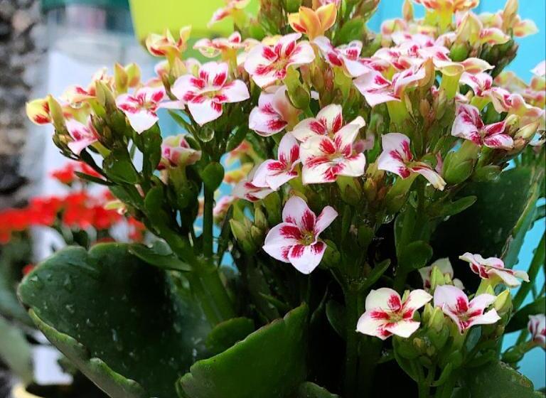 Pension Pousada Du’forte