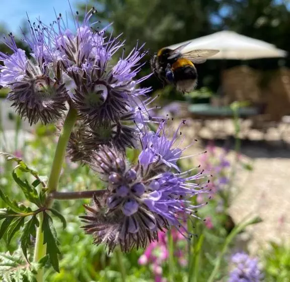 Toppesfield House B&b