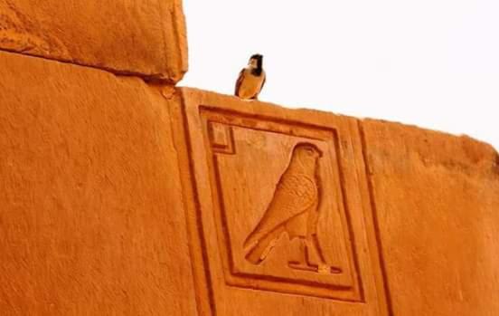 تختخواب و صبحانه King Nubian Guest House