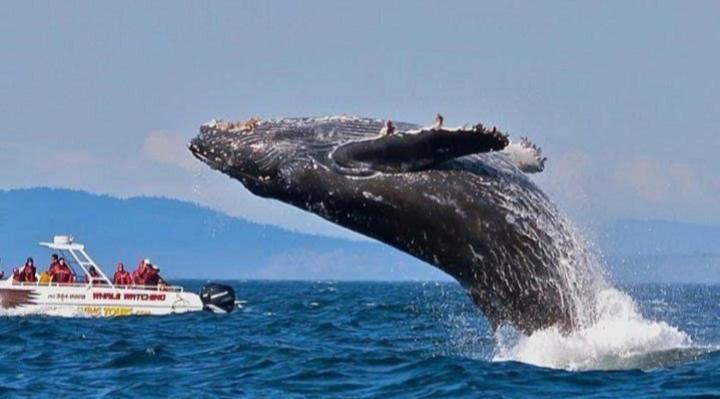 פנסיון Pravindi Guest Home