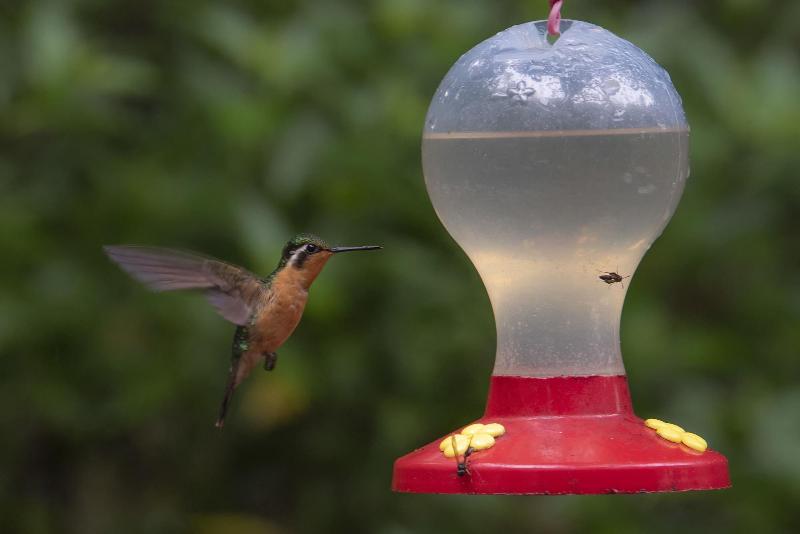 فندق Heliconia  Monteverde