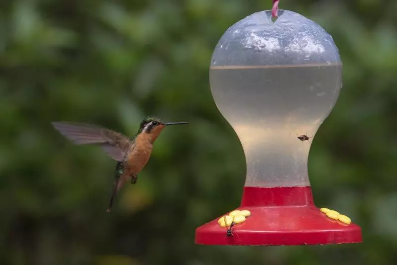 ホテル Heliconia  Monteverde