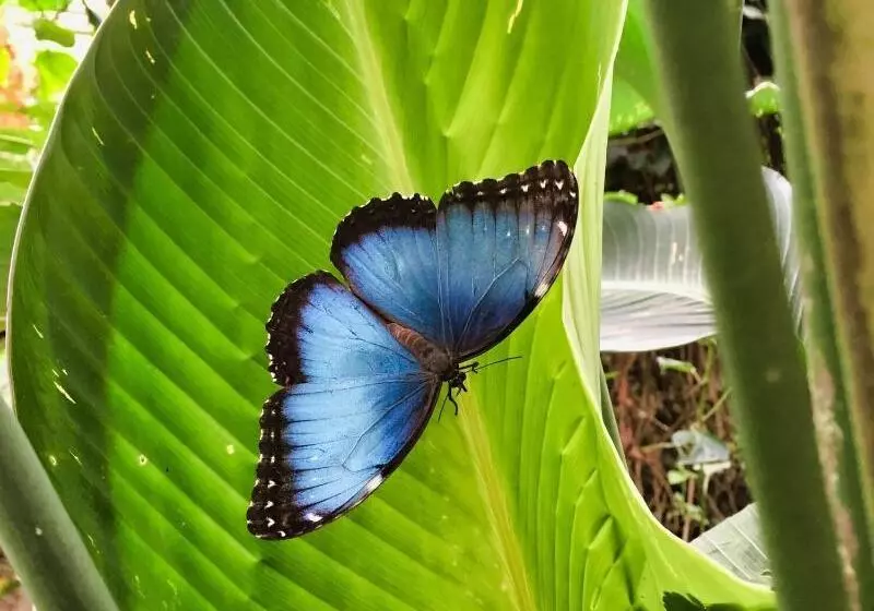 ホテル Heliconia  Monteverde