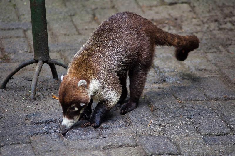 فندق Heliconia  Monteverde