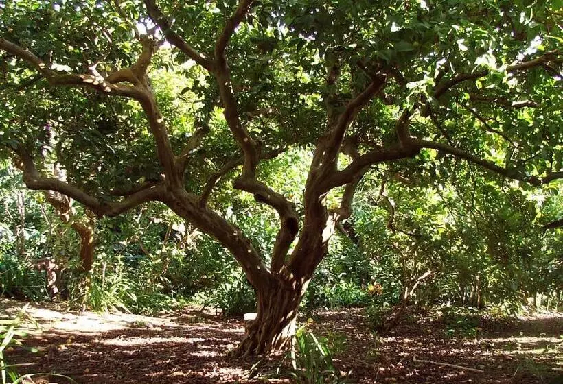 בית מלון כפרי Quinta Das Buganvilias