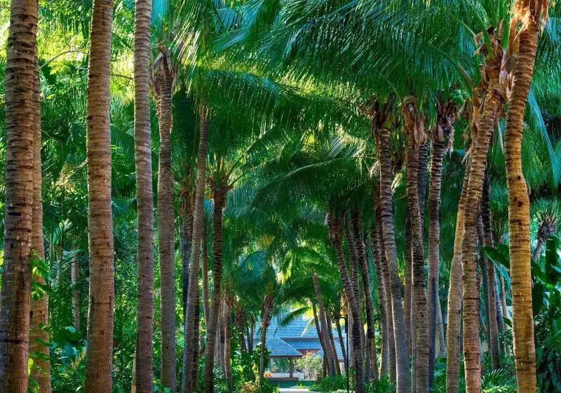 Отель Sheraton Hua Hin Pranburi Villas