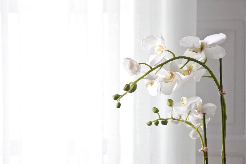 Hotel Belvedere Suites