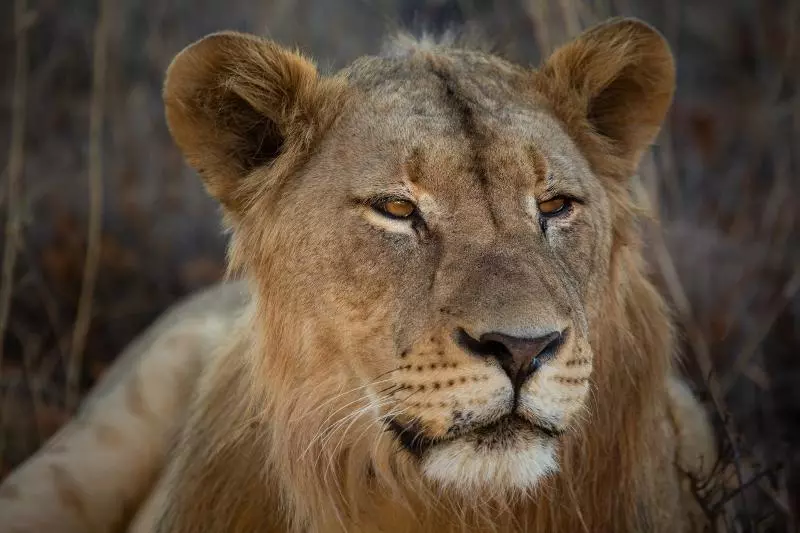 Отель Mabula Game Lodge