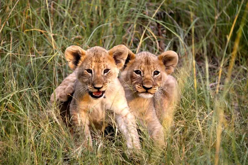 Отель Mabula Game Lodge