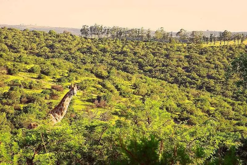 酒店 Premier Resort Mpongo Private Game Reserve